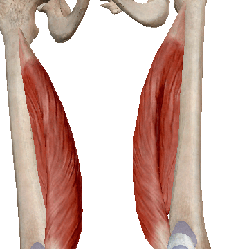 Медиальная широкая мышца бедра